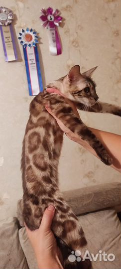 Бенгальская кошка