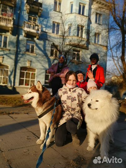 Катание, собаки на фотосессию, день рождения