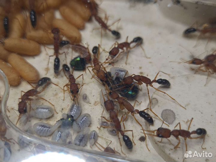 Harpegnathos saltator отводки и не только