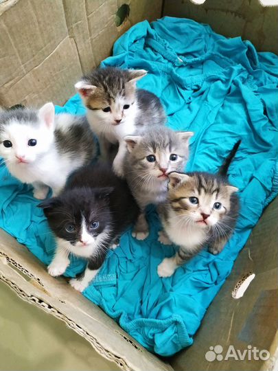 Котята в добрые руки