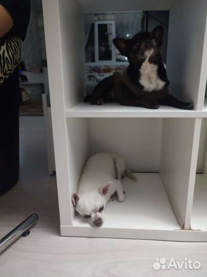 Передержка собак, догситтер