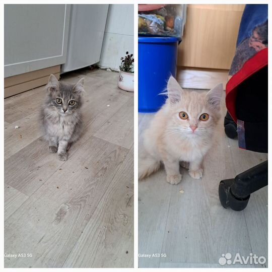 Кошка в дар бесплатно