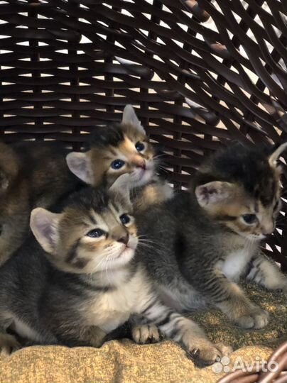 Абиссинская