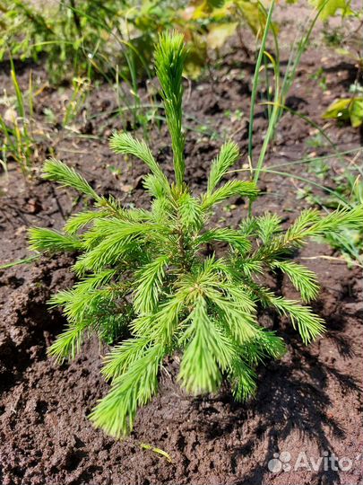 Саженцы ели обыкновенной