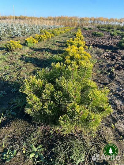 Сосна горная 1,68 м и др