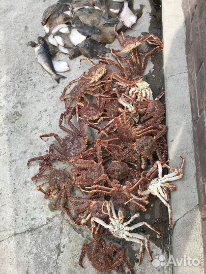 Краболовки на камчатского краба