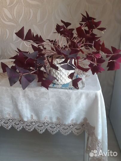 Комнатные цветы