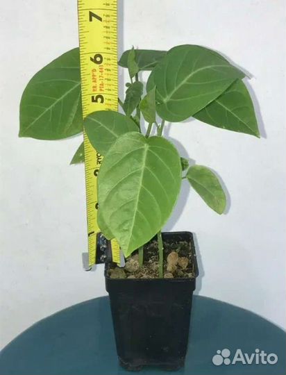 Тропические, комнатные и др.Растения