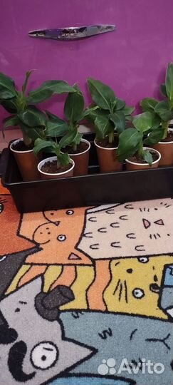 Комнатный банан