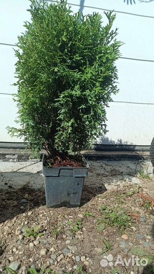 Туя шар часть 1(подробности в описании)