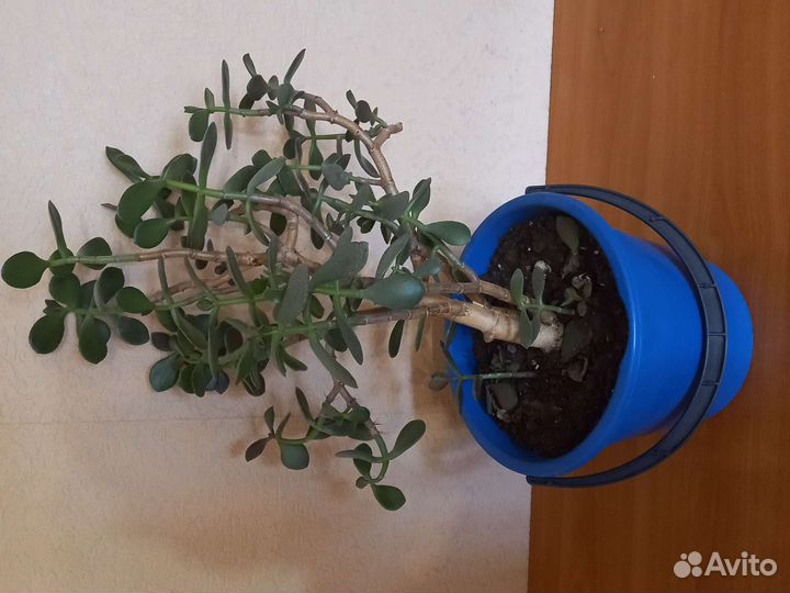 Обезьянье дерево