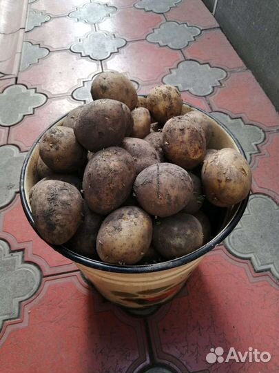 Семенной картофель