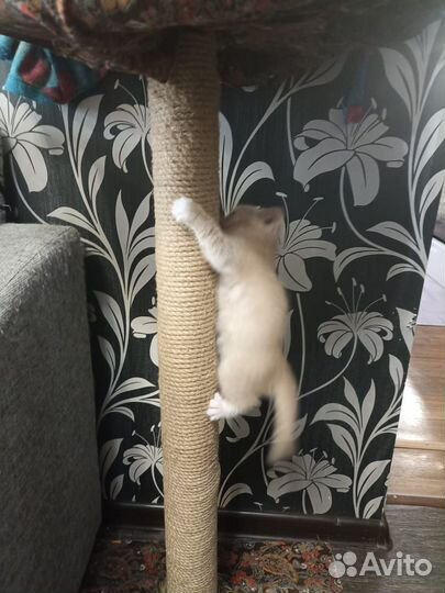 Котик дворянин в добрые руки)
