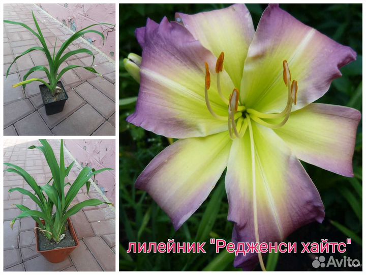 Садовые цветы