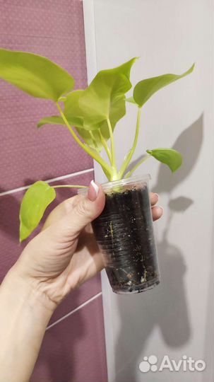 Филодендрон Селло Голд Сатин