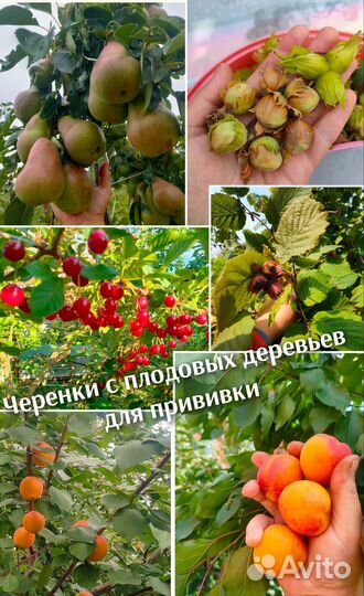 Черенки для прививки плодовых деревьев
