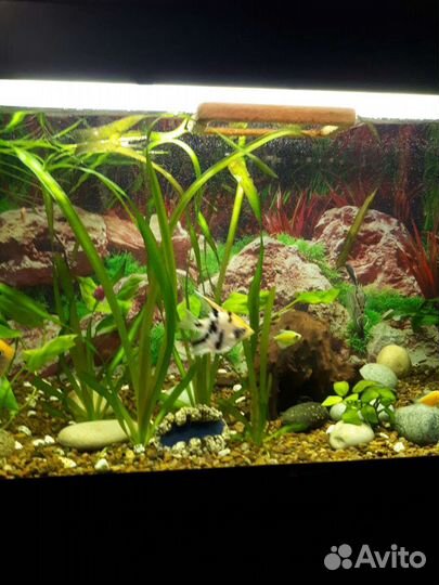 Аквариум