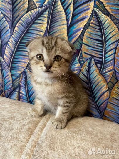 Шотландская вислоухая кошка