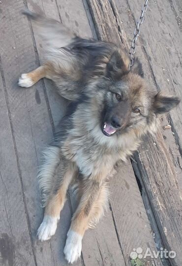 Собака отдам