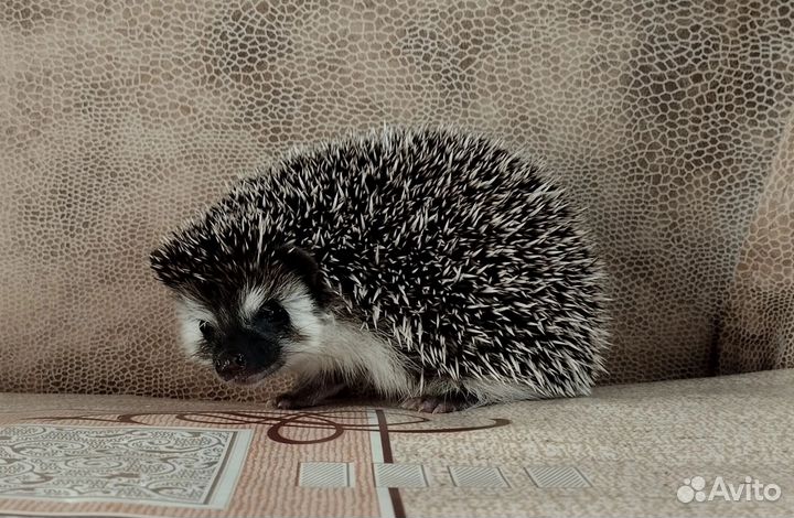 Африканский ежик
