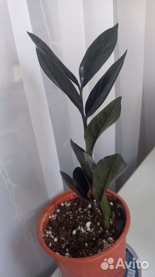 Замиокулькас, Замиокулькас черный равен