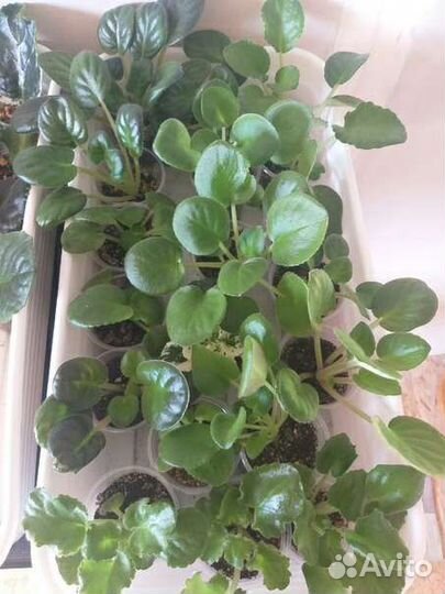 Продам фиалки