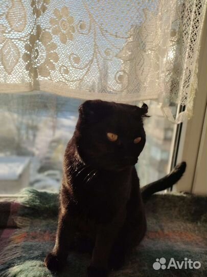 Кошка в дар бесплатно