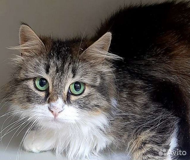 Сибирская Алиса ищет семью