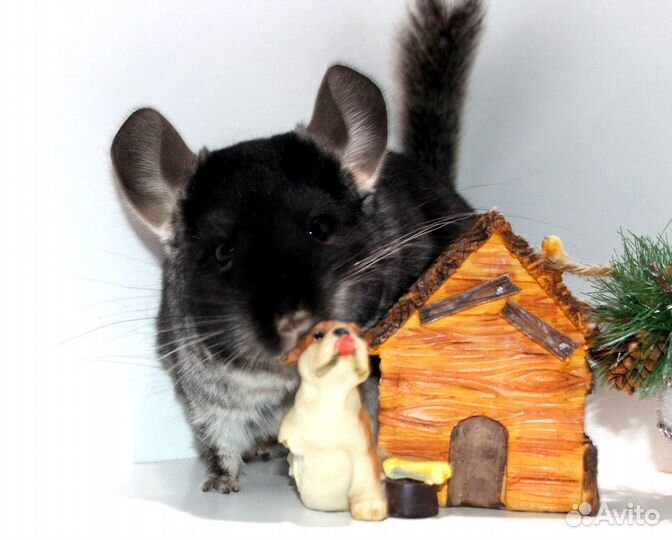 Шиншилла Черный Бархат девочка