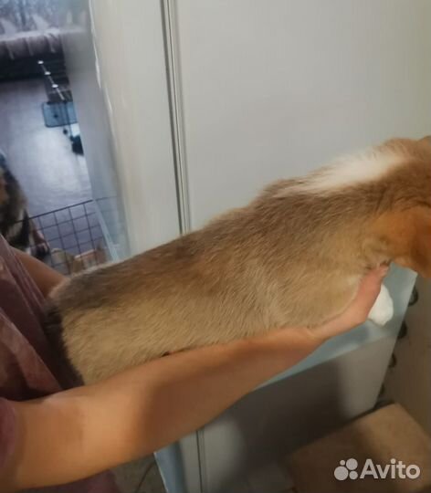 Щенок корги девочка