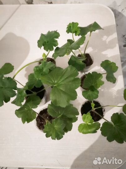 Пеларгония