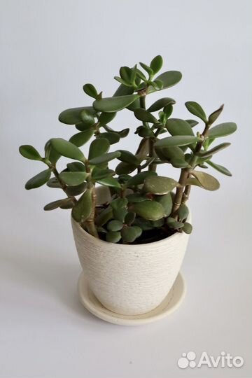 Алоэ, оксалис, толстянка