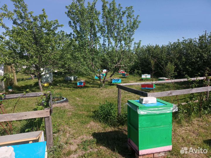 Пчёломатки Карника, Бакфаст F1. Пчелопакеты