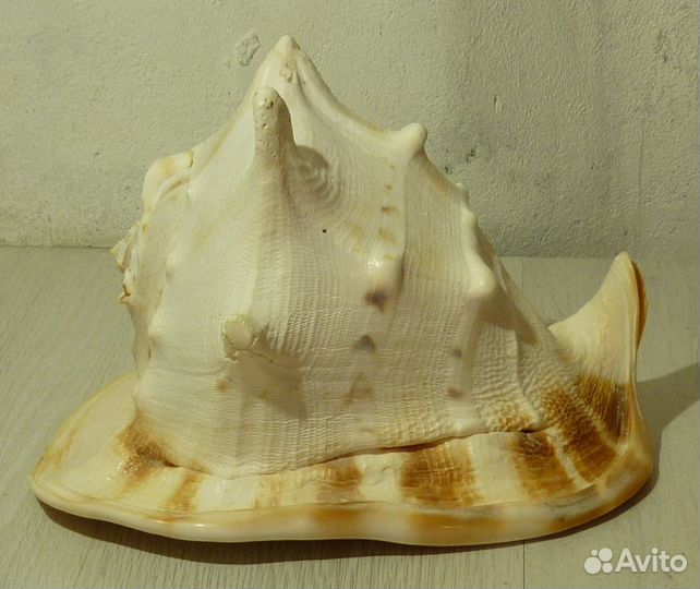 Морская ракушка 