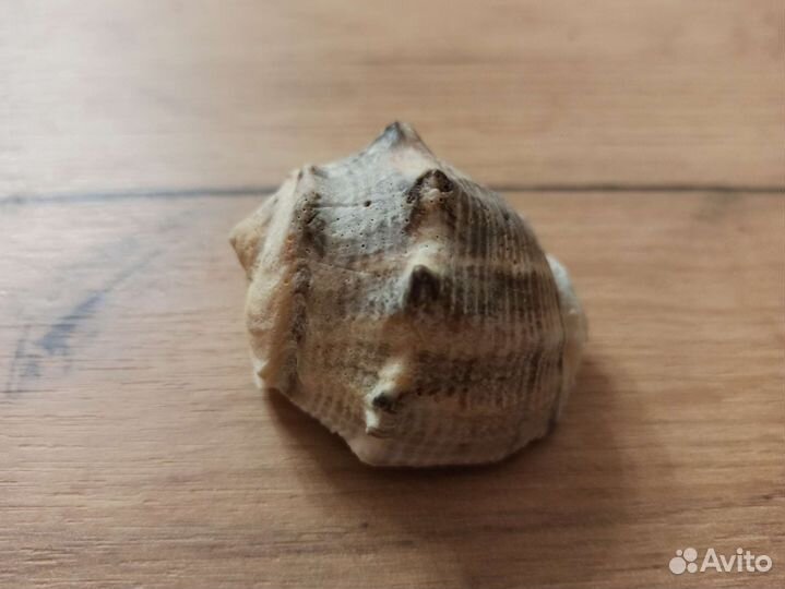 Морская раковина