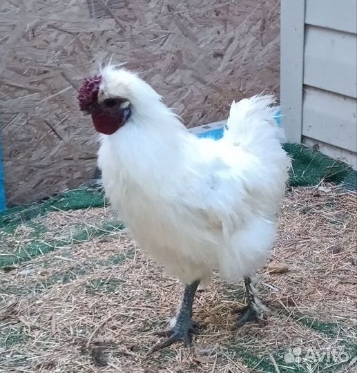 Петух порода китайская шёлковая
