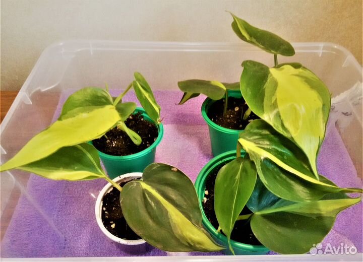 Сциндапсусы (Все фото в наличии)