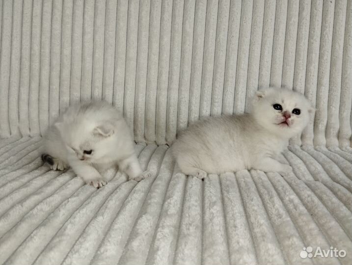 Шотландские котята.Девочки