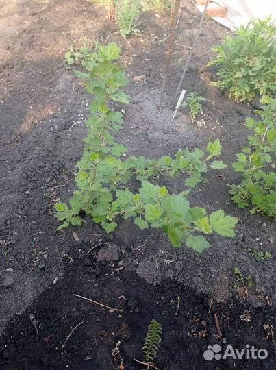 Саженец крыжовника без колючек