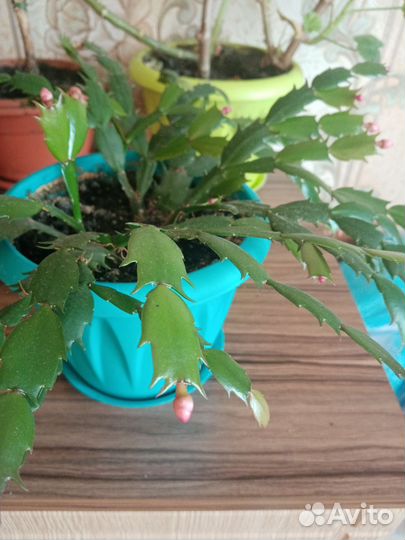 Цветок декабрист