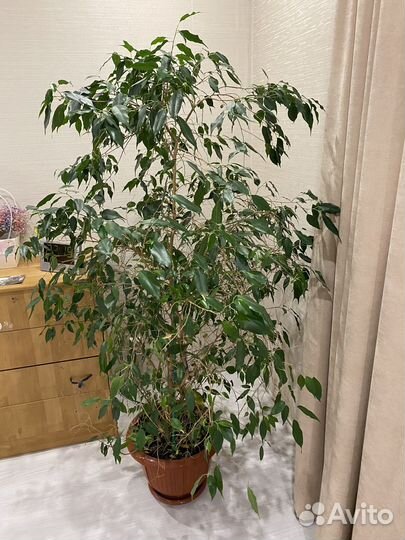 Фикус бенджамина