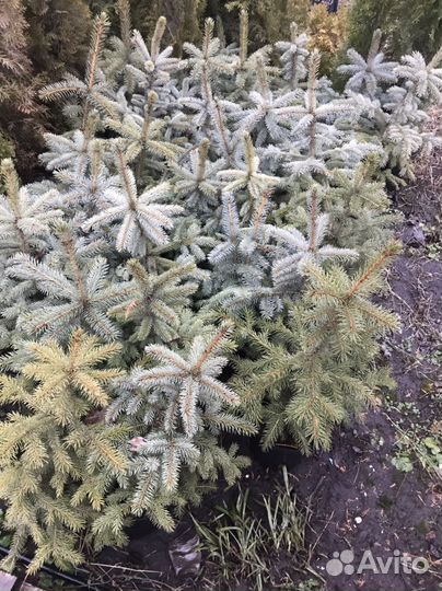 Ель голубая