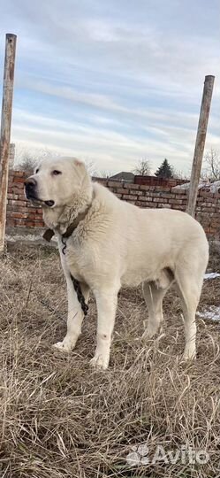 Алабай кабель вязка