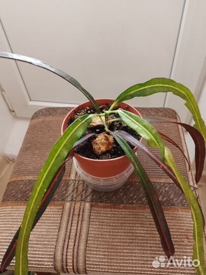 Продам цветы