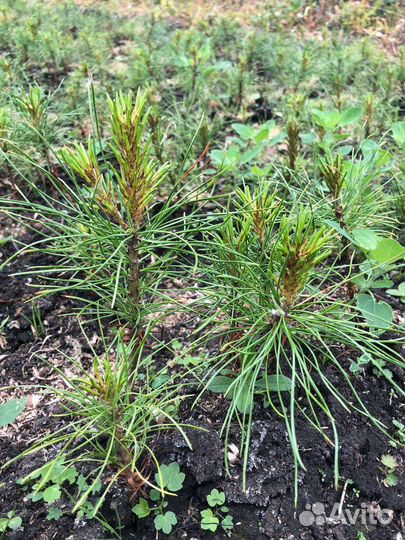 Сеянцы кедра сибирского