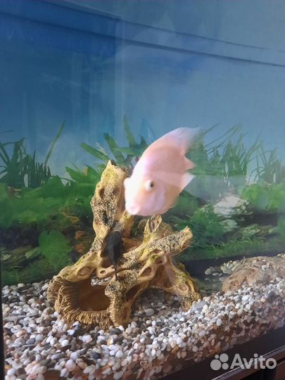 Аквариум + тумбочка которая снизу