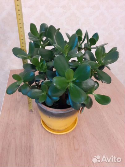 Фикус бенджамина / Толстянка / Оксалис - бабочки