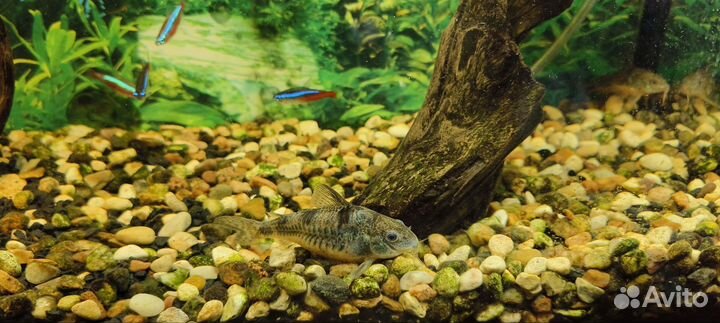 Аквариум с рыбками, со всем оборудованием