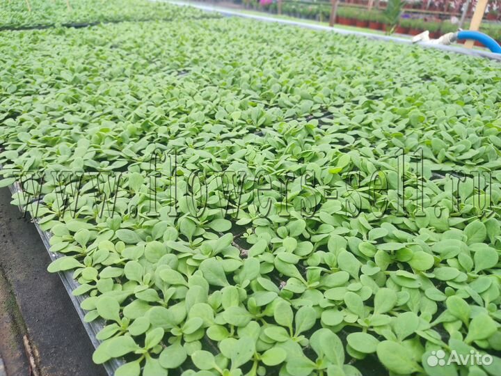 Петуния рассада цветов для доращивания