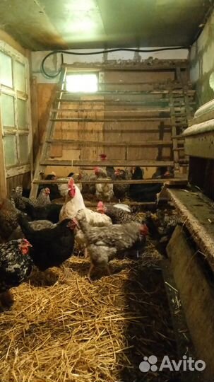 Инкубационное яйцо